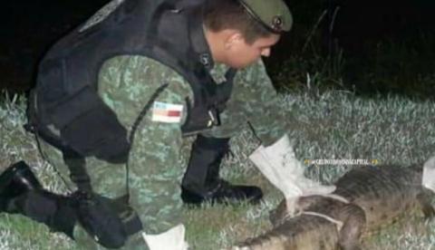 Jacaré surge no meio da rua e deixa populares desesperados no Centro de Manaus