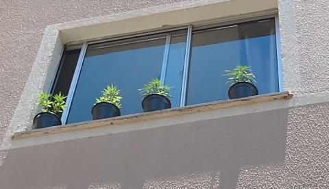 Mulher é presa por cultivar maconha dentro da própria residência