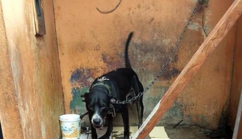 Manaus registra em média um caso de maus-tratos a animais por dia 