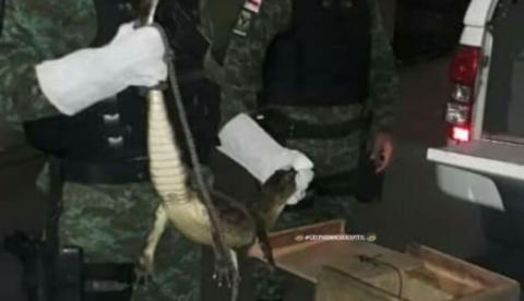 Morador leva susto ao encontrar jacaré em cômodo de casa em Manaus