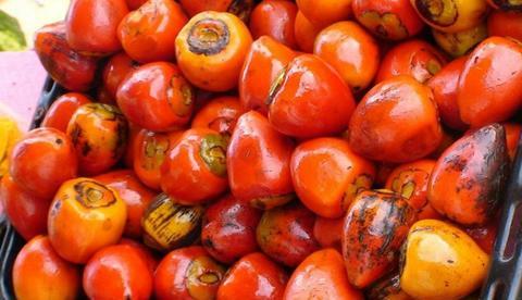 Feira de produtos regionais inaugura na Nilton Lins