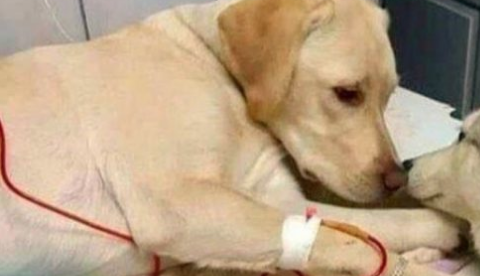 Clinica veterinária é suspeita de congelar animais para continuar ganhando por internação