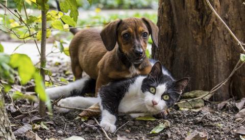 Clínicas veterinárias de Manaus são investigadas por jogar fora corpos de animais