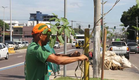 Projeto de arborização realiza plantio em avenida de Manaus