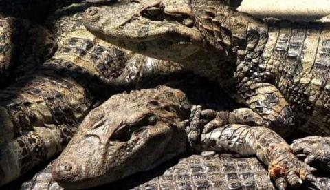 Primeiro abatedouro de jacaré é certificado no Amazonas