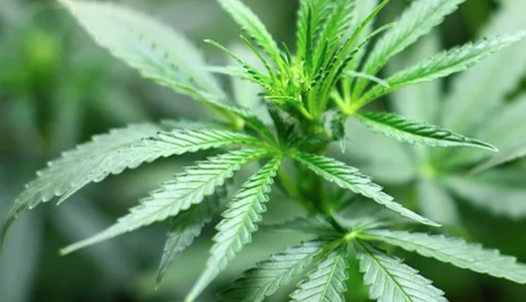 Após aprovação de produtos à base da maconha, veja o que muda com a nova regra