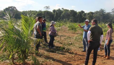  Tecnologia utilizada no cultivo do açaí garante aumento da produtividade no Amazonas 