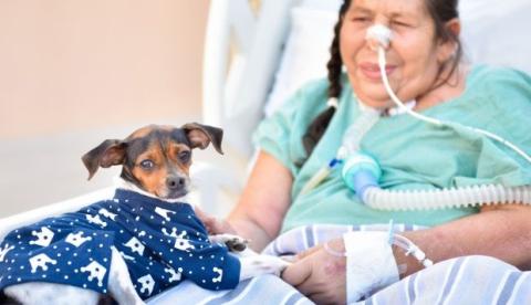 Pacientes em hospitais poderão receber visita de animal de estimação