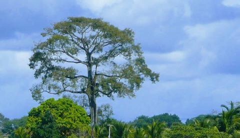 Modelo que compensa Amazonas por preservar floresta capta recursos na Europa