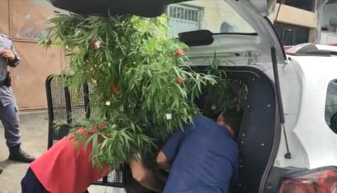 Polícia apreende pé de maconha com enfeites de Natal 