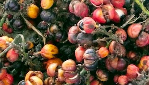 Merenda escolar indígena tem R$ 1,7 milhão em chamada pública no Amazonas