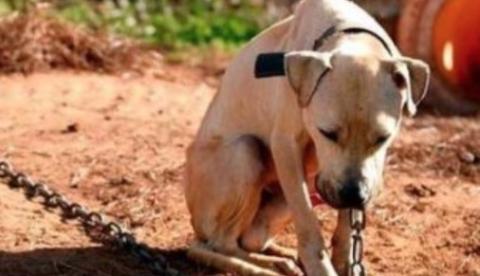 Comissão analisa projeto que aumenta pena para maus-tratos a animais