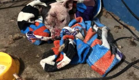 Veterinário amazonense é um dos 41 presos em rinha de cães; saiba quem é