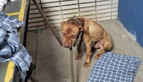 Quem praticar maus-tratos contra animais pode ser multado em até R$ 4 mil em Manaus 