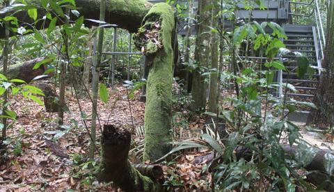 No Museu da Amazônia, angelim-pedra vira atração turística em Manaus