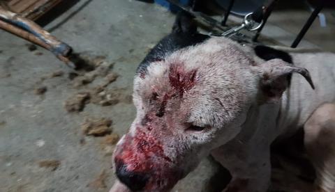 Juíza manda prender 22 suspeitos em rinha de cães em São Paulo