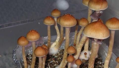 Estudo avalia uso de cogumelos alucinógenos contra depressão