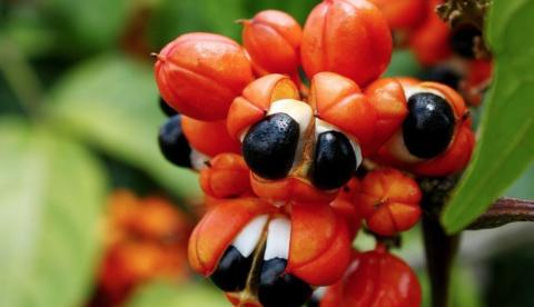 Projeto pretende ampliar produção do guaraná em seis municípios do Amazonas 