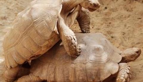 Risco à vida natural no Amazonas