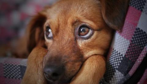 Fogos de artifício causam transtornos irreversíveis para animais, alerta Ipaam