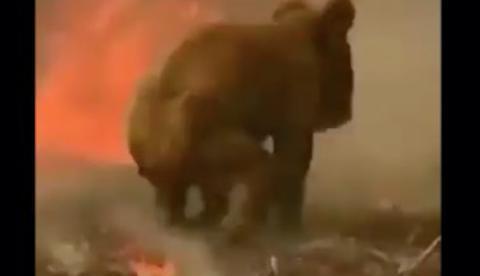 480 milhões de animais e 17 pessoas morrem em incêndio sem previsão de fim na Austrália