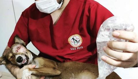 Cadela perde olho após ser atropelada na noite de Ano Novo em Manaus 