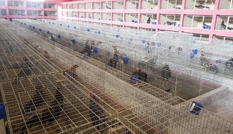 Polícia encontra mais de mil galos de rinha em galpões da zona sul de SP