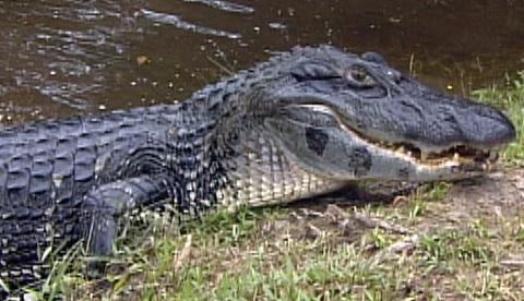 No Amazonas, carne de jacaré manejado passa a ser consumida em fevereiro