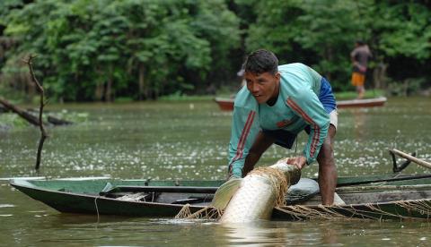 Investimentos no setor primário do Amazonas estão limitados a R$ 17 milhões