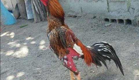 Homem morre atacado por seu galo a caminho de rinha