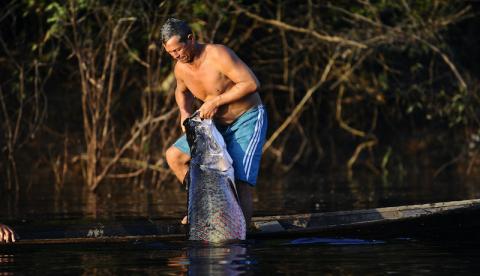 Subvenção ao manejo do pirarucu é estimada em R$ 2,5 milhões no Amazonas