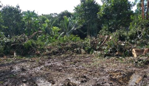 Fiscalização ambiental flagra corte de árvores sem autorização em Manaus