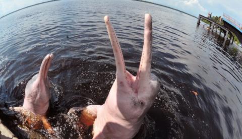 Expedição busca estimar população de botos cor-de-rosa e tucuxi no rio Amazonas