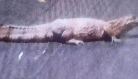 Jacaré com mais de quatro metros é flagrado 'passeando' em avenida de Manaus