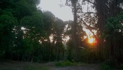 Governo federal inclui três florestas do Amazonas no plano de concessão