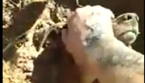 Vídeo mostra cachorro sendo resgatado vivo após ser enterrado em cova 
