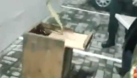 Cobra jararaca é capturada em estacionamento de sorveteria em Manaus 