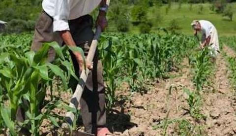 Produtor rural pede e Justiça nega benefício previdenciário do INSS