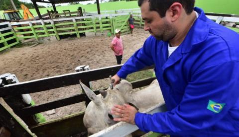 Campanha de vacinação contra febre aftosa no Amazonas inicia na próxima semana 