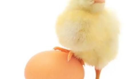 Quarentena: Pinto Awards elege pênis mais bonito do Twitter e causa alvoroço na web