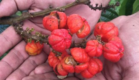 Com certificação guaraná do Amazonas vai para EUA e Europa