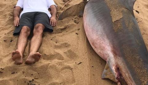 Tubarão-tigre de meia tonelada fica preso em rede de pescador
