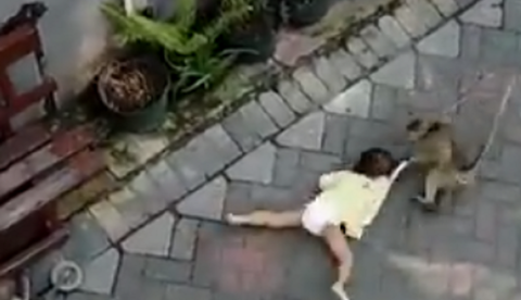 Criança é arrastada por macaco pela rua; veja o vídeo 