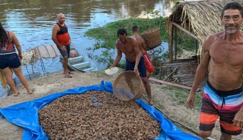Tapauá terá usina de castanha-do-brasil para produção de 80 toneladas por ano