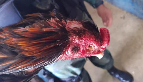 Feridos, mais de 30 animais são resgatados em rinha de galo em Manaus