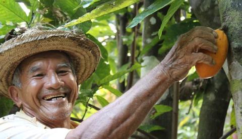 Produção próxima a 700 toneladas de cacau coloca Amazonas entre maiores do País