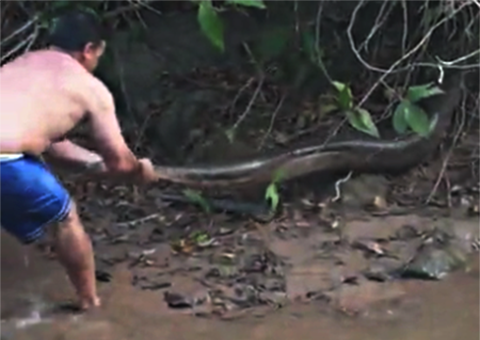 Banhista judia de sucuri de mais de 6 metros