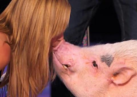  Apresentadora dá beijo na boca de porco 