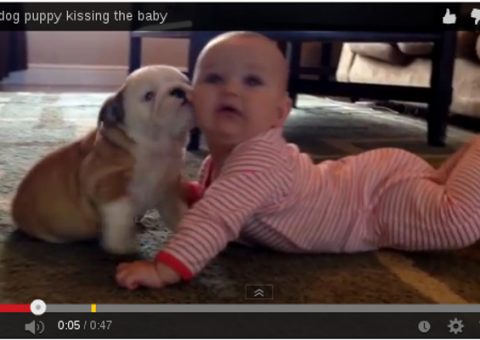Filhote de buldogue enche bebê de carinho