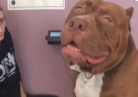  Conheça Hulk, o maior pitbull do mundo